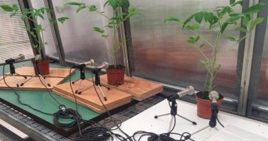 Las plantas estresadas emiten sonidos detectables a más de un metro