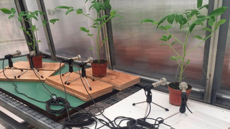Las plantas estresadas emiten sonidos detectables a más de un metro