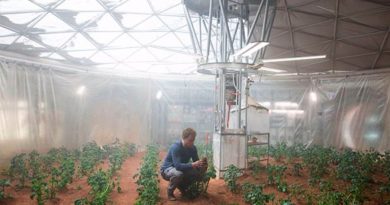 Arroz editado genéticamente puede sobrevivir en suelo marciano