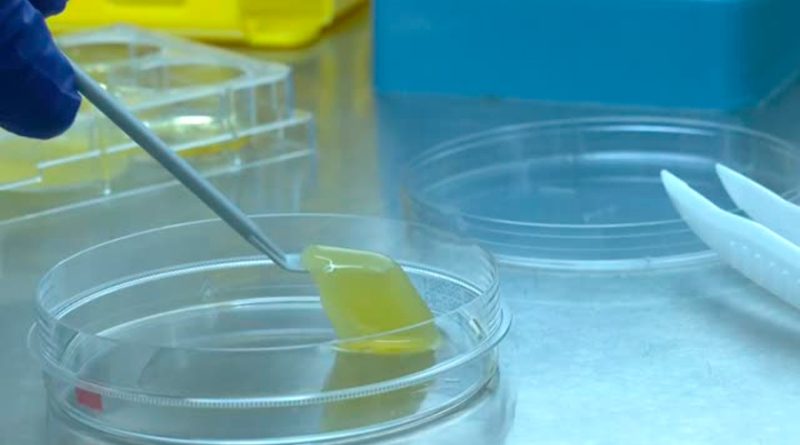 Científicos españoles desarrollan con éxito una pionera córnea artificial elaborada con sangre y algas