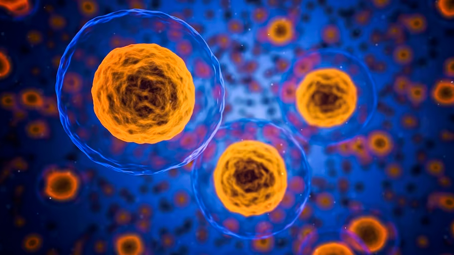 Un estudio logra ralentizar el envejecimiento de las células en levadura