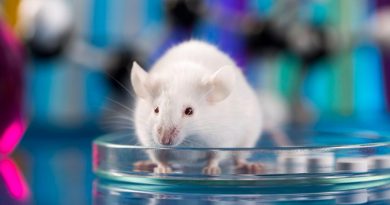 Científicos descubren en ratones que un gen cerebral puede frenar la ansiedad