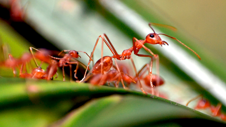 Hay 20 cuatrillones de hormigas y descubren como se 'apoderaron' del mundo
