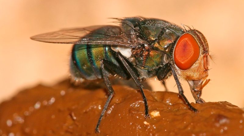El verdadero motivo por el que las moscas se sienten atraídas por el excremento, según la ciencia