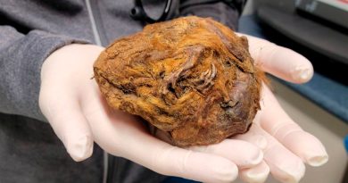 Parece una bola de tierra, pero es en realidad un animal: lleva momificado de forma natural más de 30.000 años