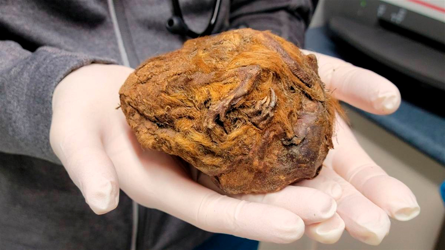 Parece una bola de tierra, pero es en realidad un animal: lleva momificado de forma natural más de 30.000 años