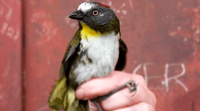 Más especies de aves venenosas en las selvas de Nueva Guinea