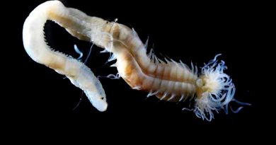 Raros gusanos marinos de 'fuego demoníaco' descubiertos en Japón