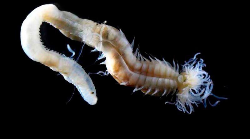 Raros gusanos marinos de 'fuego demoníaco' descubiertos en Japón