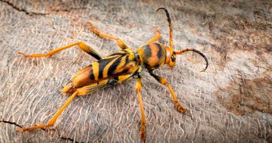 El escarabajo avispa, un nuevo insecto invasor de origen asiático que amenaza a las moreras