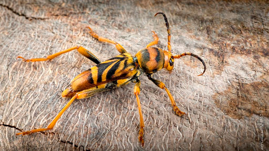 El escarabajo avispa, un nuevo insecto invasor de origen asiático que amenaza a las moreras