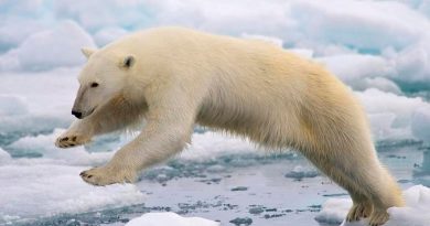 Crean un nuevo tejido que atrapa el calor como la piel del oso polar