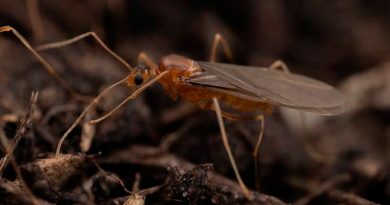 Las hormigas locas amarillas macho son quimeras de la vida real