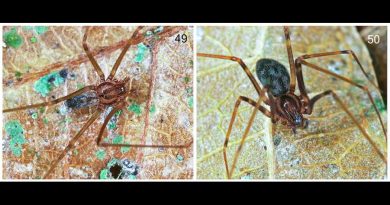 Investigadores de Venezuela y México descubren una nueva especie de araña