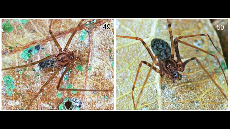 Investigadores de Venezuela y México descubren una nueva especie de araña