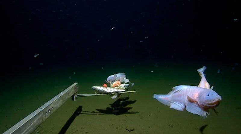 Filman a un pez a 8.336 metros de profundidad, el registro más profundo