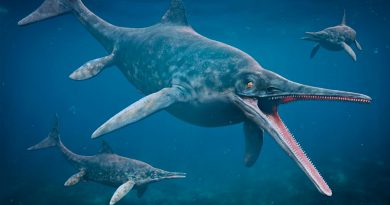 Descubren los restos del reptil marino más antiguo conocido