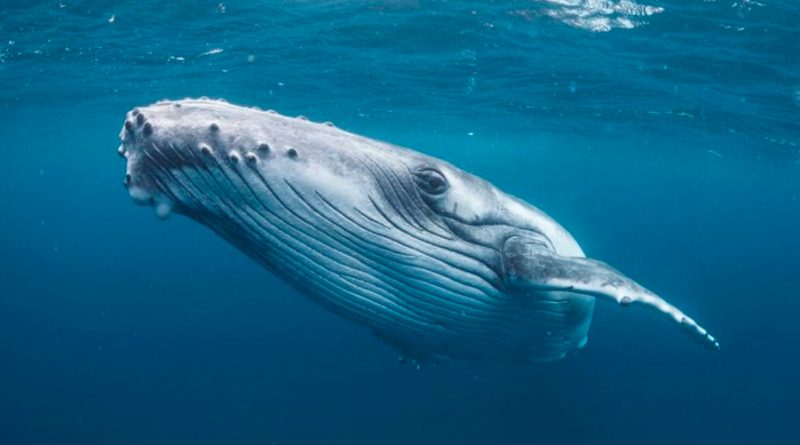 Las ballenas cantan más en años donde impera La Niña