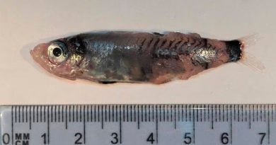 Sorprendente nueva especie de pez descubierta en el Atlántico norte
