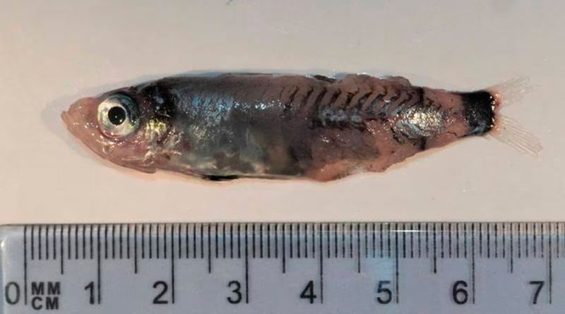 Sorprendente nueva especie de pez descubierta en el Atlántico norte