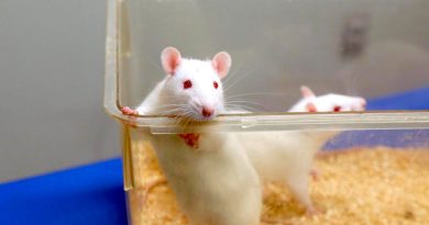 Descubren en ratones un nuevo circuito cerebral embrionario