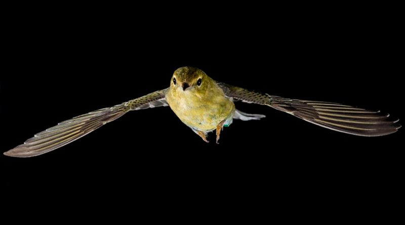 Las proteínas propician las migraciones intercontinentales de aves