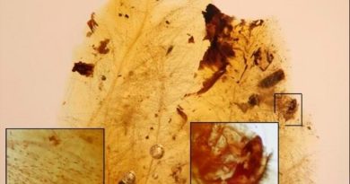 Larvas de escarabajo se alimentaban de plumas de dinosaurio