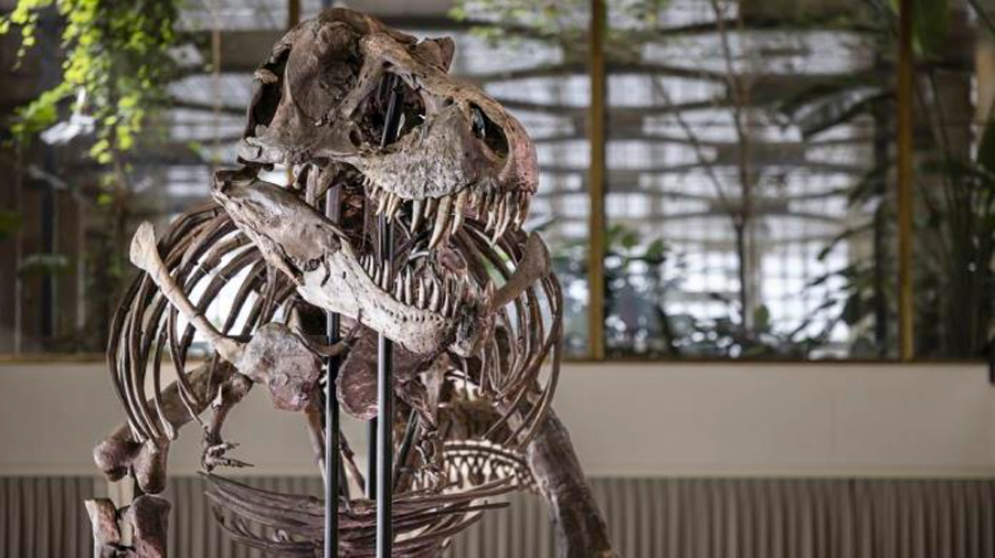 Subastan en menos de lo esperado descomunal esqueleto de tiranosaurio rex en Suiza