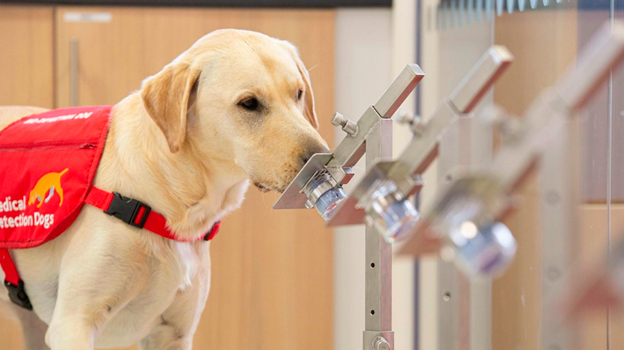 Descubren que los perros pueden detectar el cáncer en otros perros con su olfato
