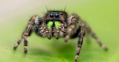 Las arañas pierden la visión cuando se mueren de hambre