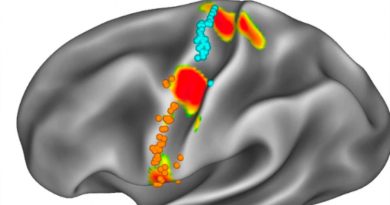 Descubren la zona del cerebro que sirve de 'vínculo literal' entre el cuerpo y la mente