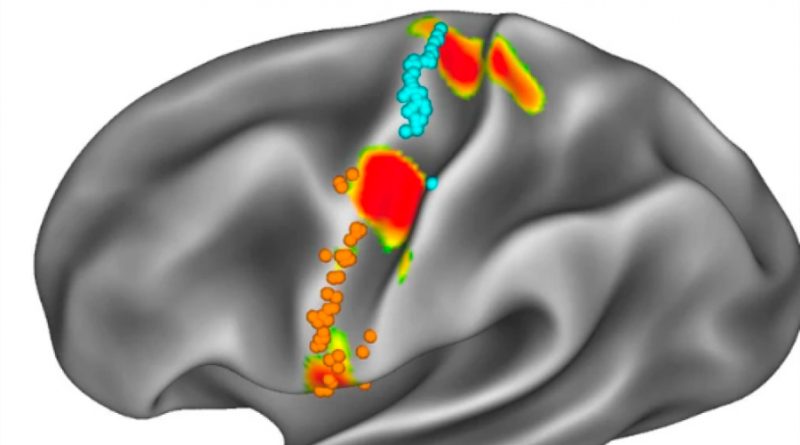 Descubren la zona del cerebro que sirve de 'vínculo literal' entre el cuerpo y la mente