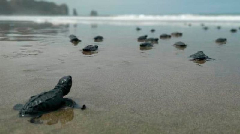 El aumento del nivel del mar pone en jaque el futuro de las tortugas marinas