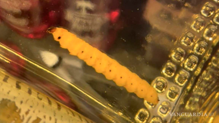 Científicos descubren que el 'gusano' del mezcal es en verdad la larva de una polilla