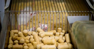Prueban con éxito en ratones nanopartículas que reducen sensación de hambre
