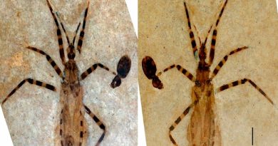 Hallan en su cápsula genital a insecto fosilizado de 50 millones de años con los genitales intactos