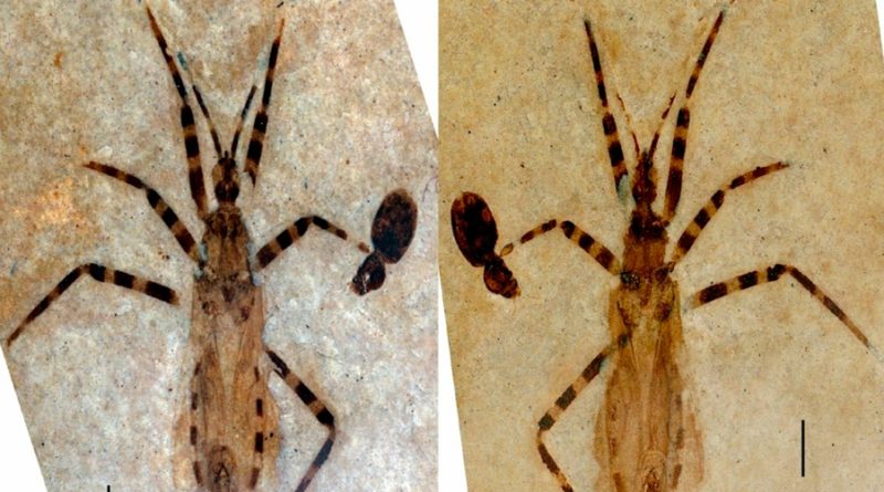 Hallan en su cápsula genital a insecto fosilizado de 50 millones de años con los genitales intactos
