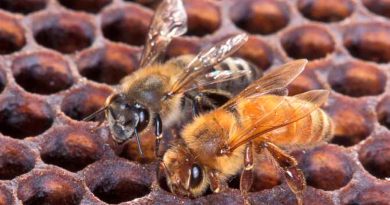 Entrenan abejas para mejorar la polinización de los cultivos