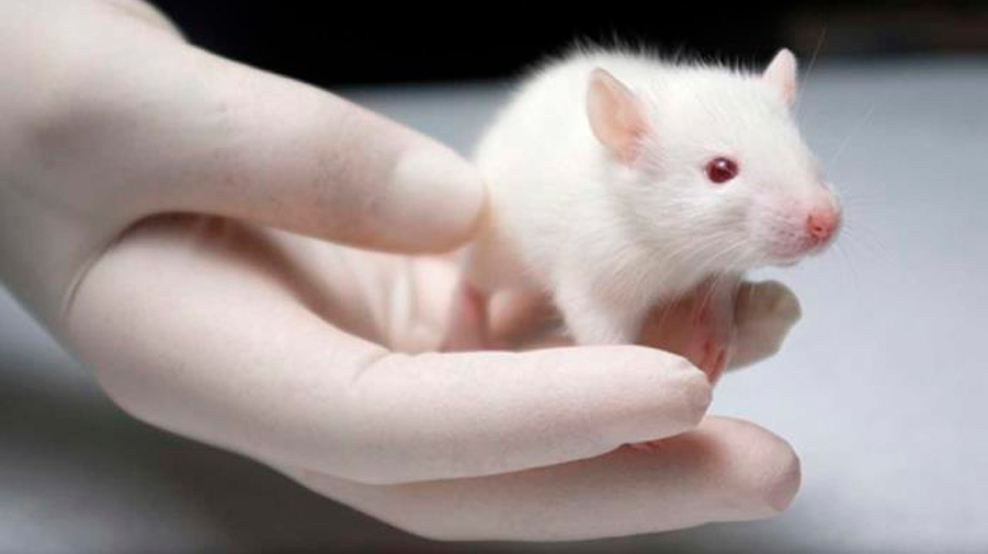 Un nuevo gel detiene en ratones el glioblastoma, un tumor cerebral letal