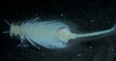 Criatura de agua salada que se clonó de huevos hallados hace décadas resulta ser una nueva especie