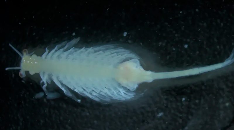 Criatura de agua salada que se clonó de huevos hallados hace décadas resulta ser una nueva especie