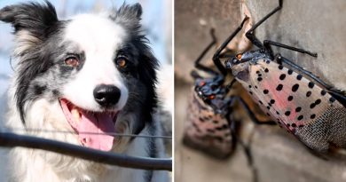 Reclutan a perros contra las moscas linterna con manchas, la plaga que amenaza a EU