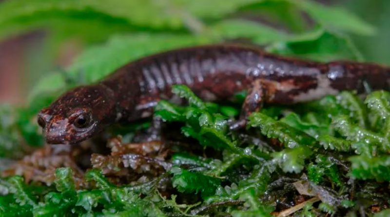 Hay una nueva especie de salamandra: la descubrieron en Cundinamarca