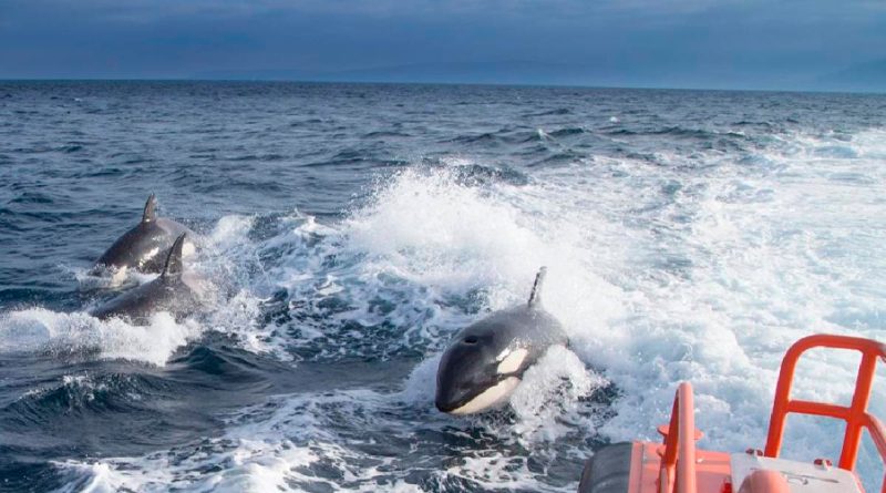 Gladis, la orca que enseña a otras ballenas a vengarse de los humanos en veleros