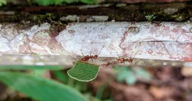Las hormigas se ‘apoderaron’ del mundo siguiendo a las plantas con flores: estudio