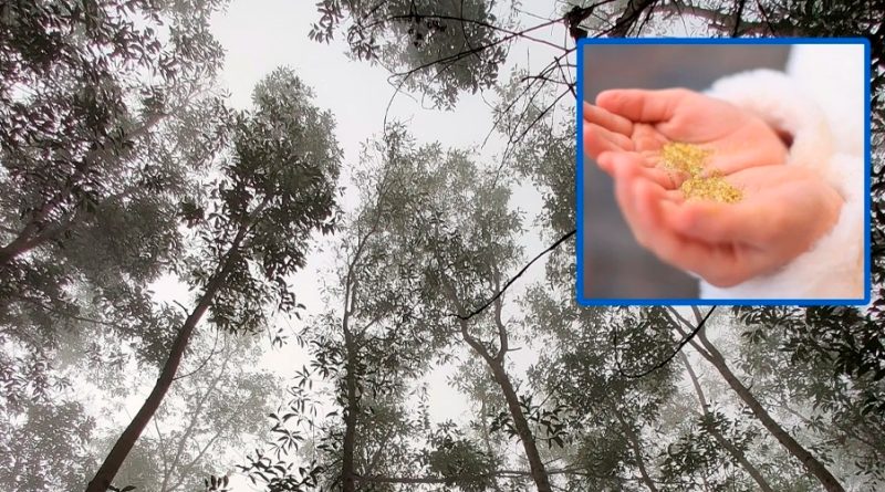 Descubren reserva de oro en las hojas de estos árboles muy famosos: ¿Los conoces?