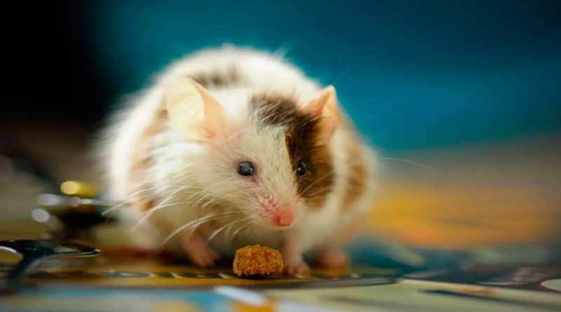 Tratamiento experimental en ratones pudo revertir esclerosis múltiple