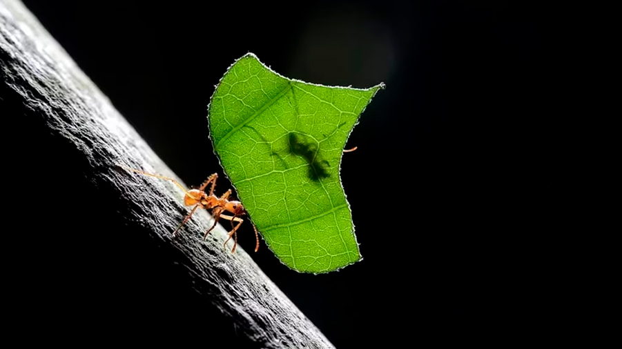 El aroma de atracción sexual de las plantas puede ahuyentar los insectos y actuar como fumigante