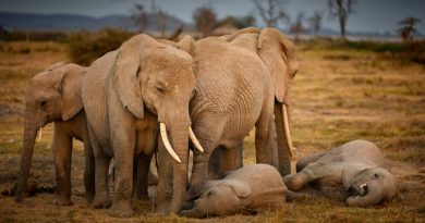 Los elefantes realizan rituales funerarios solemnes cuando sus seres queridos mueren
