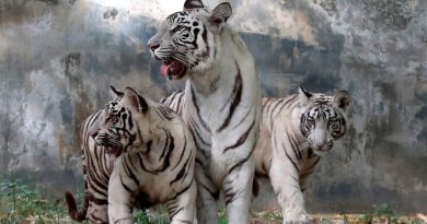 Avani y Vyom, los dos raros cachorros de tigre blanco presentados en un zoo de la India
